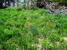 PICTURES/Alpine Pond Nature Trail - Cedar Breaks National Monument/t_Wildflowers1.jpg